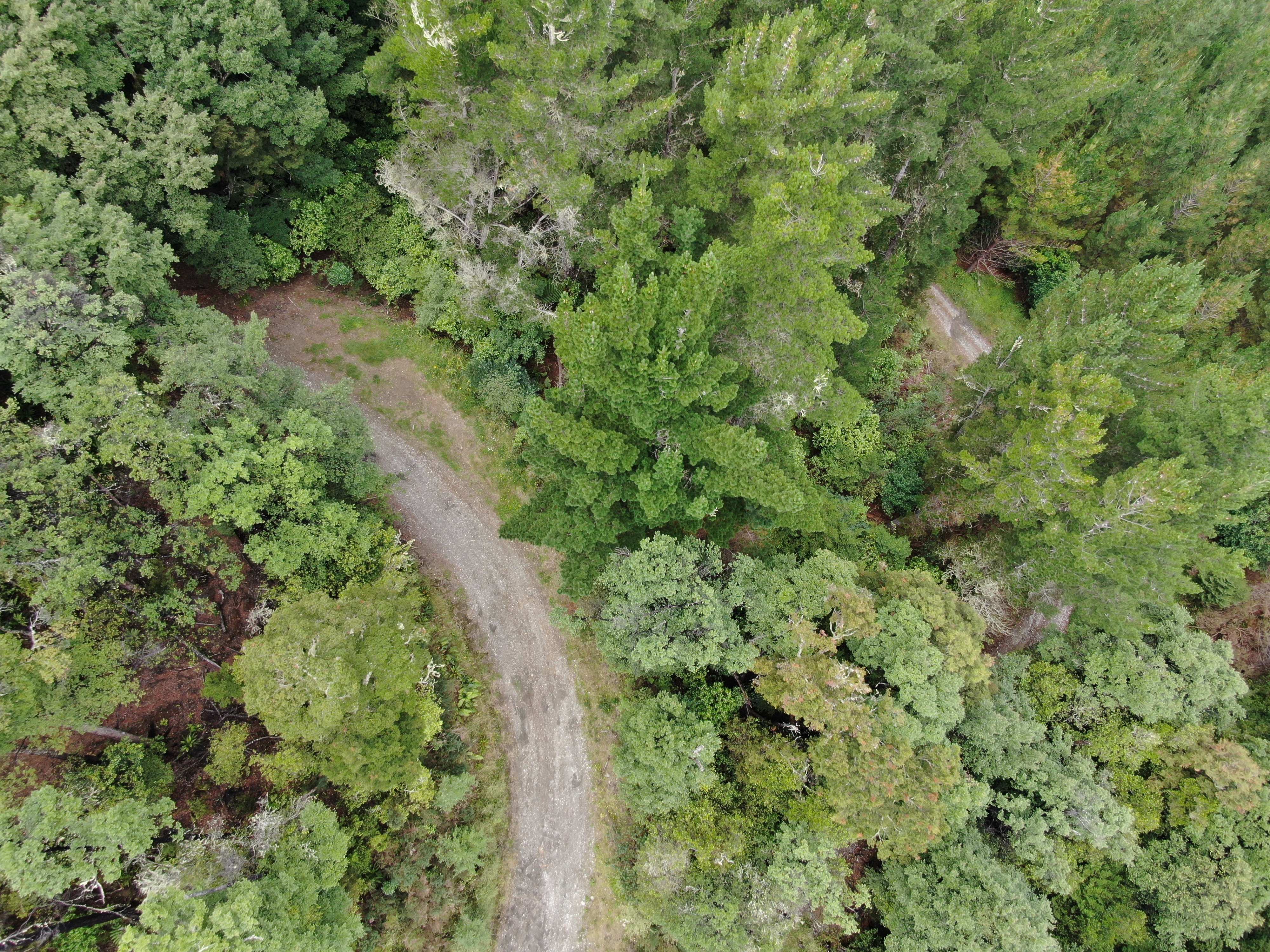 Forest mapping and environmental geospatial analysis services